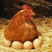 Реализуем курицу несушку возраст 1 год,цена договорная фото