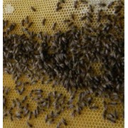 Пчелиные пакеты и матки