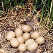 Инкубационное яйцо фазана фото