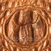 Шкура крокодила 02 фото