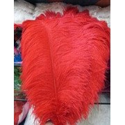 Перо страуса. Цвет Красный. Размер 45-50cм. (1шт.) ПС50-06