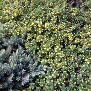 Тимьян садовый (Thymus) “Doone Valley“ фото