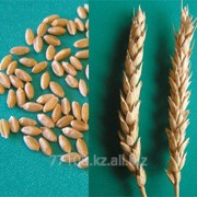 Пшеница третьего класса Казахстан фото