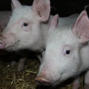 Свежая свинина с домашней фермы оптом