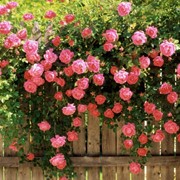 Саженцы роз (Вьющиеся) фото