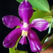 Орхидея Phalaenopsis pulchra Орхидея Фаленопсис (лат. Phalaenopsis)