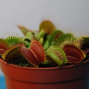 Dionaea muscipula - Венерина Мухоловка фотография