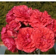 Саженцы роз Uetersens Rosenkonigin фото