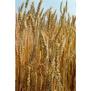 Семена пшеницы,пшеница продажа,производители опт Украина суперелита,элита, первая репродукция