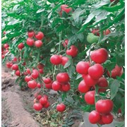 Семена томатов малиновое родео фото