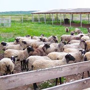 Овцы под разведение фотография