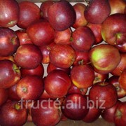 Яблоки Джонагоред фотография