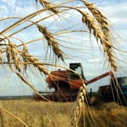 Пшеница на экспорт, Казахстан, Опт фото