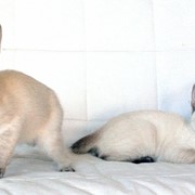Тайские породистые котята