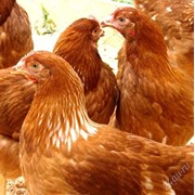 Комбикорм для цыплят-бройлеров и кур-несушек фото