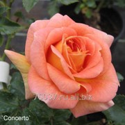 Роза Concerto фото