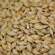 Зерно ячменя в big-bag