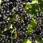 Смородина черная, ягоды смородины, плоды смородины, сорт Черный великан фото