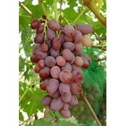Виноград Водограй Grapes Vodograi фото