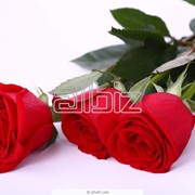 Розы красные, купить оптом в Виннице фото