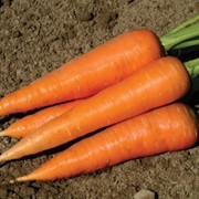 Семена моркови Геркулес F1- Hercules F1 фото