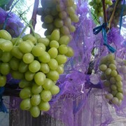 Сетка на виноград 2-5-10 кг фотография