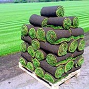 Укладка рулонного газона, газонная трава фото