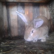 Кролики Голд Фландер фото