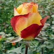 Роза helio фото