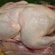 Мясо бройлеров гуся утки куриное продам в украине и зарубеж. фото