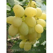Саженцы винограда Восторг Ідеальний фото