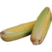 Семена гибридов кукурузы ЗУМ 0243 (ФАО 300)