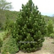 Сосна Pinus leucodermis Satellit фотография