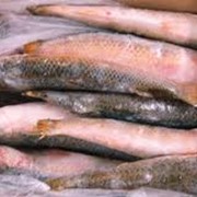 Рыба морская всех видов, пеленгас, опт, от производителя, Электа Украина, ООО