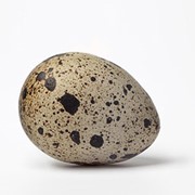 Яйца столовые и диетические перепелиные фотография