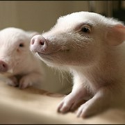 Комбикорм для откорма свиней фото