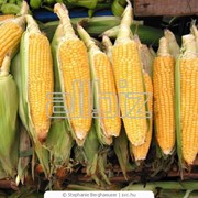 Кукуруза, зерно кукурузы фото