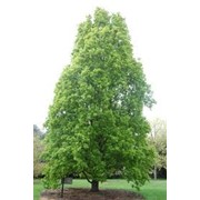 Дуб красный аллейное дерево Quercus rubra высота 65-80см