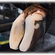 Обрезка копыт фото