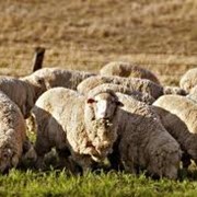 Овцы племенные Асканийские, разведение племененных овец, поставки племенных овец, животноводство фото