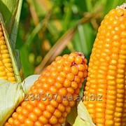 Семена кукурузы "ВН 6763"