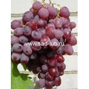 Саженцы винограда сорт Русский ранний фотография