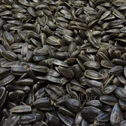 Семечки подсолнечника (сырье) фото