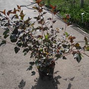 Physocarpus opulifolius (пузыреплодник калинолистный) Diabolo фотография