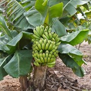Саженец “Банан экзотический“. фото
