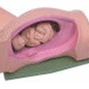 Модель механическая беременой женщины в поперечном разрезе для демонстрации приемов Леопольда 5 фото