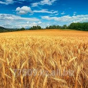 Пшеница твердая на экспорт фотография