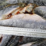 Рыба Сельдь, н/р, 400грамм, Олюторский залив фото
