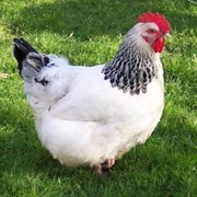 Цыплята Адлерская Серибристая фото