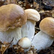 Белые грибы фото